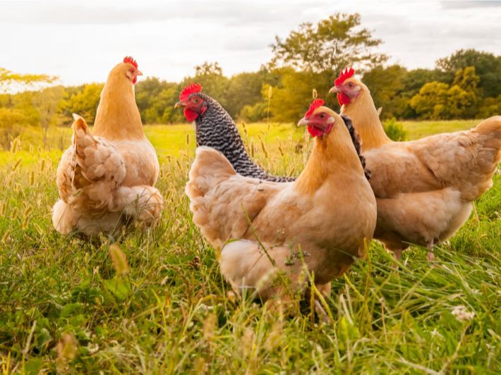 Chicken Farming Investment Project