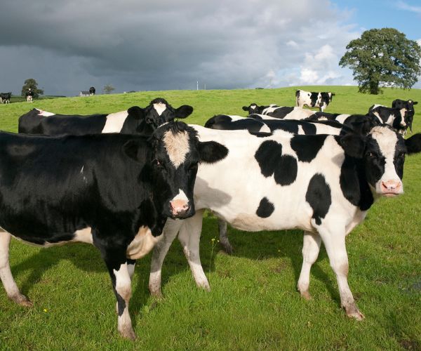 Cattle Farming Investment Project