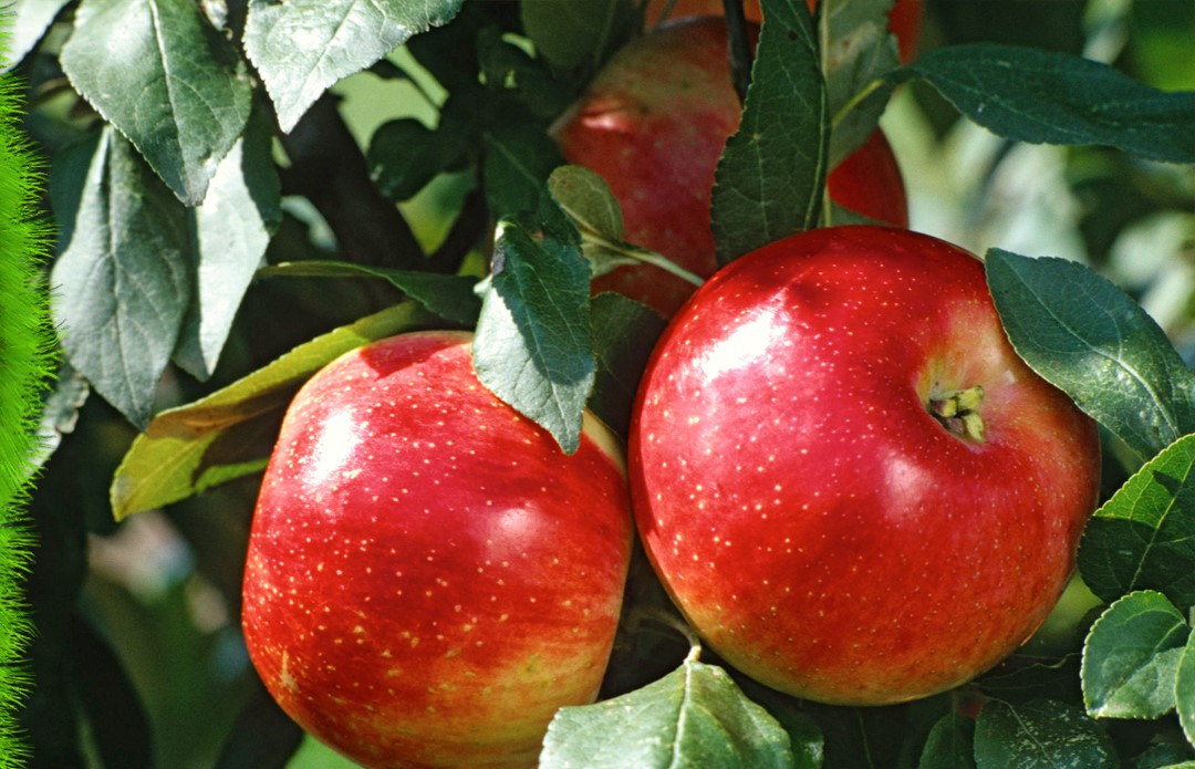 Apple Orchard Investment Project