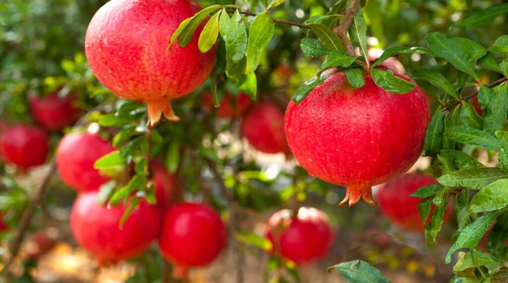 Pomegranate Farming Investment Project