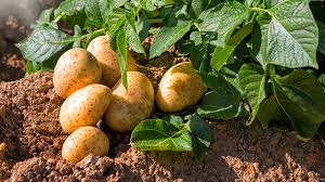 Potato Farming Investment Project