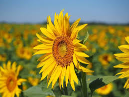 Sunflower Farming Investment Project