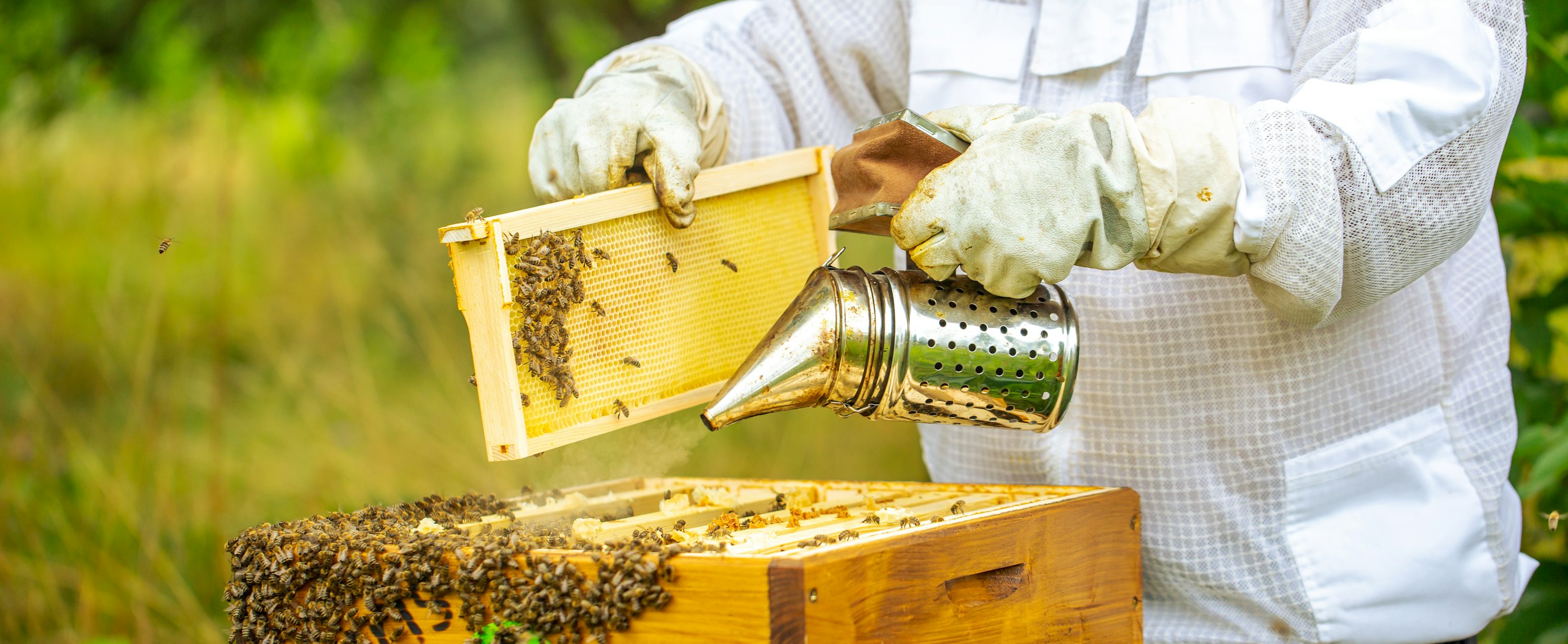 Honey Bee Farm Investment🍯🐝